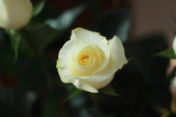 Gülün yumuşak güzelliği