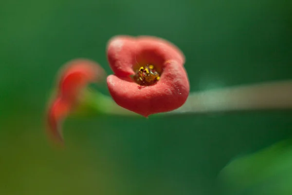 Makrodaki küçük kırmızı çiçek.