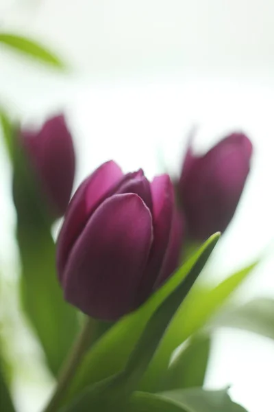 Tulipan Liść Lililiowy — Zdjęcie stockowe