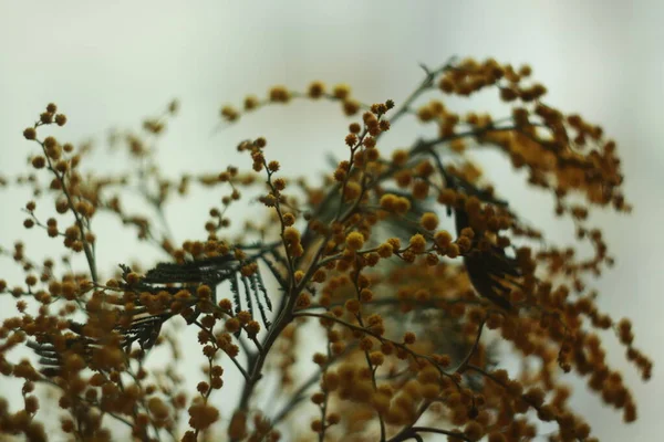 灰色背景的油烟花 — 图库照片