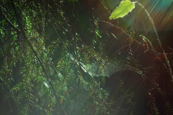 Işık ışınları ve örümcek ağı.