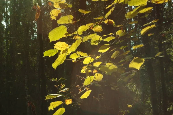 Güneşin altındaki ağaçların yaprakları