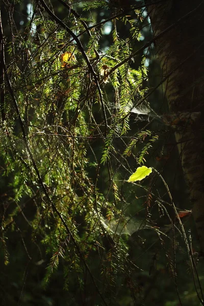 Ladin ve örümcek ağı.