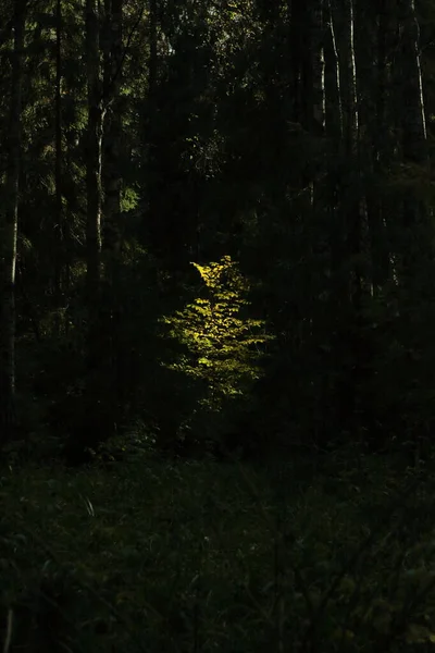 Güneşin ışığında bir ağaç