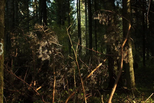 Dallar ve güneş ışınları
