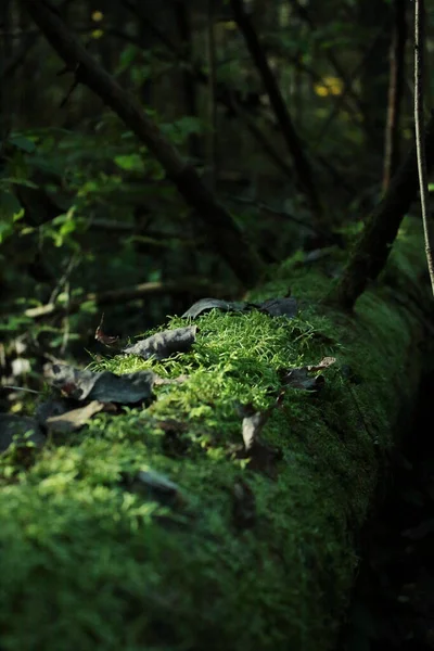 bir kütük, yosun ve dökülen yapraklar