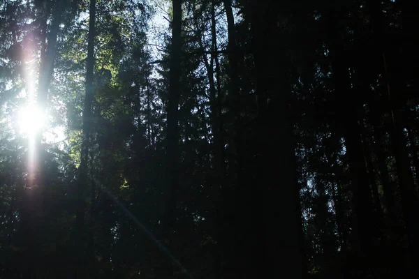 Güneş ışınları bir köknar ağacının dallarını delip geçer.