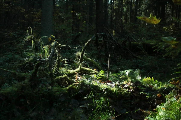 Yosun kaplı bir kütük.