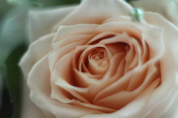 Bir gülün hassasiyeti