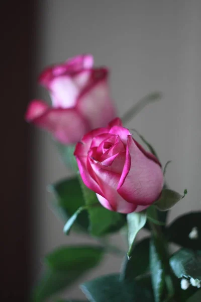 gül ve güzel yapraklar