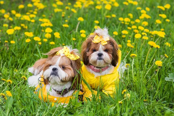 Sarı tulum sarı çiçek parkta yeşil çim yay ile arasında oturan sevimli küçük köpek. Açık havada.