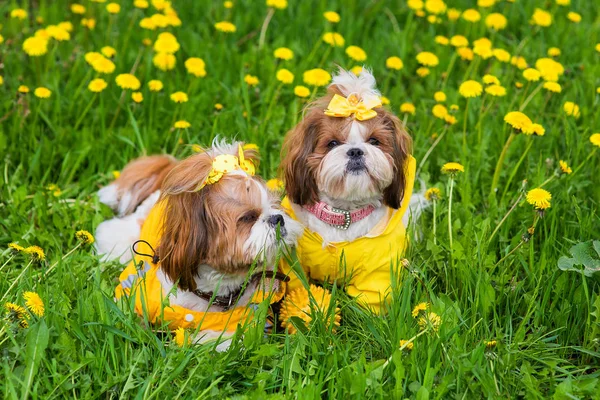 Sarı tulum sarı çiçek parkta yeşil çim yay ile arasında oturan sevimli küçük köpek. Açık havada.