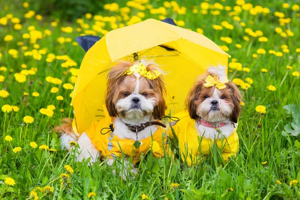 Sarı tulum sarı çiçekleri şemsiye yanındaki bir parkta yeşil çim yay ile arasında oturan sevimli küçük köpek. Açık havada.