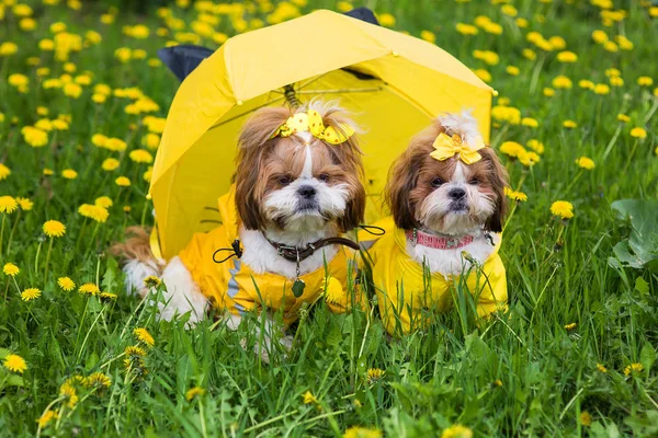 Bir şemsiye altında sarı dandelions bir arka plan üzerinde oturan bir sarı elbiseli iki köpek Shih Tzu