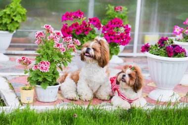 İki Shih Tzu köpeği bahçedeki çimlerin üzerinde oturur.