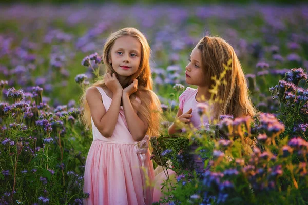 夕阳西下 两个美丽的姑娘 一头长发在开花结果的田野里 — 图库照片