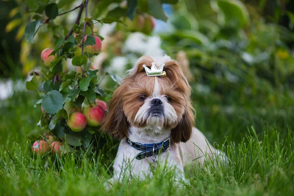 Cute Puppy Shit Apple Background Apples Garden Dog Green Grass — Stockfoto