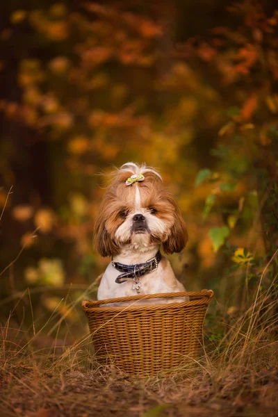 Shit Cute Puppy Basket Autumn Forest — Stockfoto