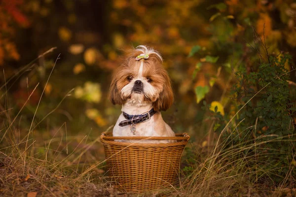 Shit Cute Puppy Basket Autumn Forest — Stockfoto