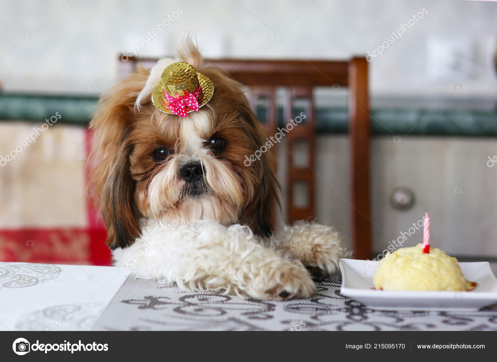 Lustiger Shih Tzu Geburtstag Hund Mit Hut Und Kuchen Home — Stockfoto