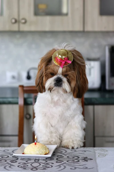 Zabawny Pies Shih Tzu Urodziny Ciasta Kapelusz Strzał Domu — Zdjęcie stockowe