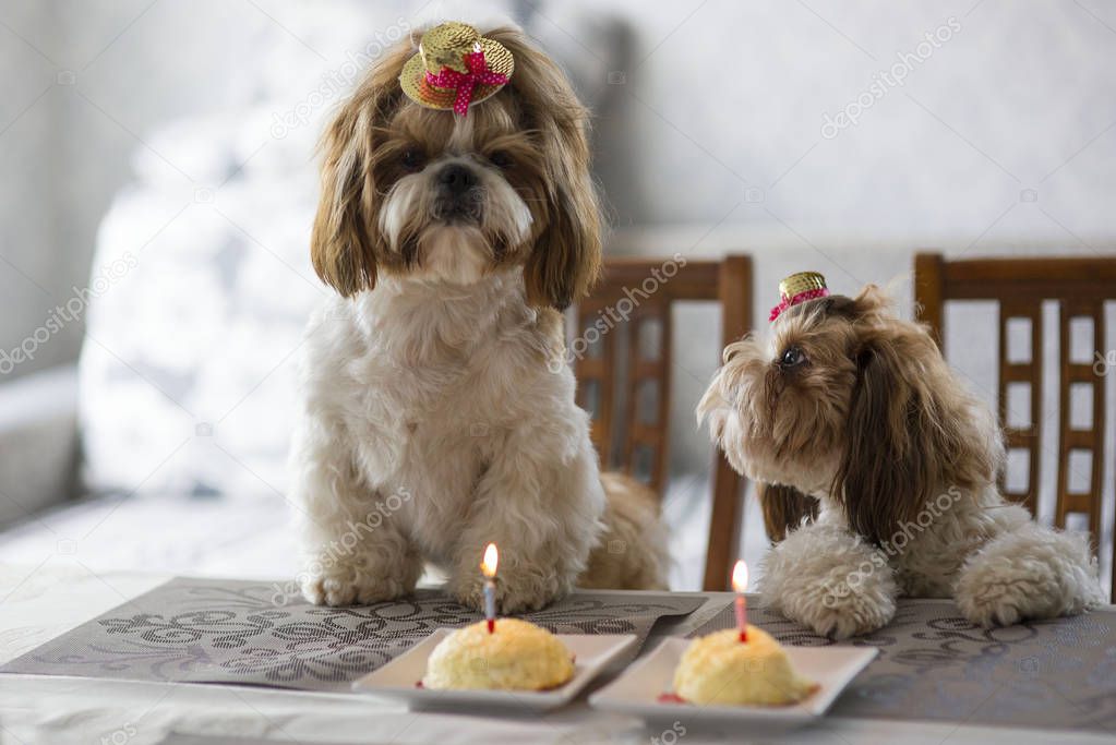 Two cute Shih Tzu dogs in festive hats at a table next to a cake with a candle. Celebration. Birthday