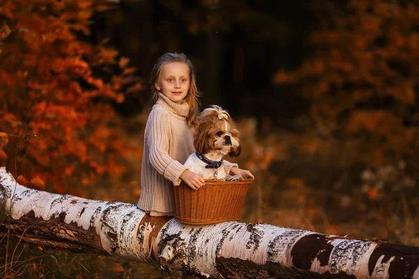 Linda Chica Hermosa Tronco Bosque Con Perro Una Cesta — Foto de Stock