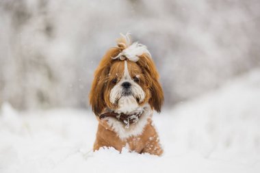 Karlı bir günde bir yolda sevimli köpek. Shih Tzu köpekler karda.