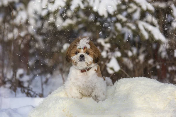 Aranyos Kiskutya Shi Tzu Egy Séta Havas Téli Nap Kutya — Stock Fotó