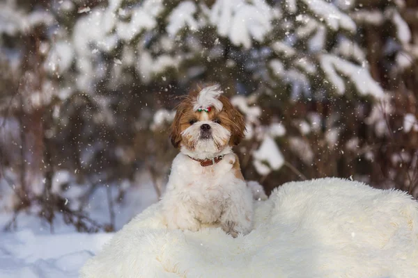 可爱的小狗石慈在一个下雪的冬天散步 狗看着相机 — 图库照片