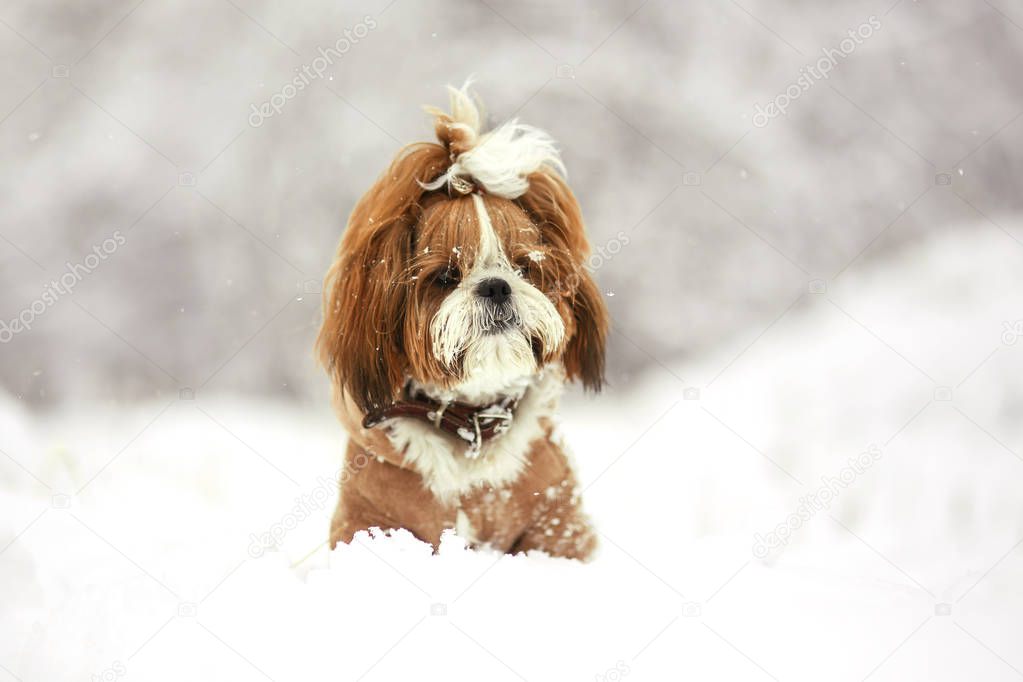 Cute dog on a walk in a snowy day. Shih Tzu dogs in the snow.