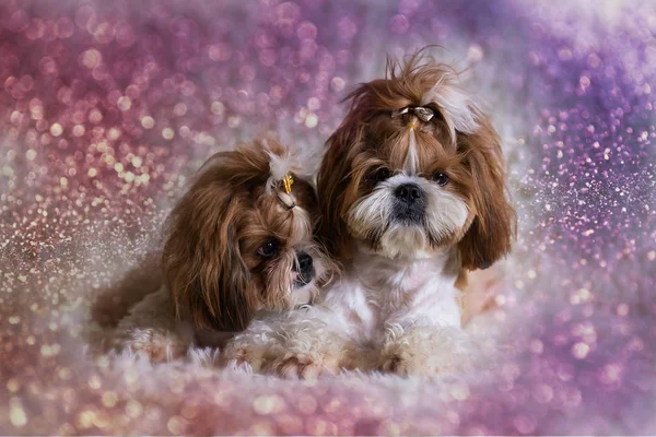 Chien Shih Tzu Photographie F8grapher 33560821