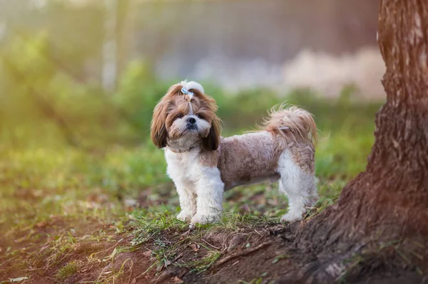 Puppy Shih Tzu Hond Schattig Huisdier Poseren Voor Een Wandeling — Stockfoto