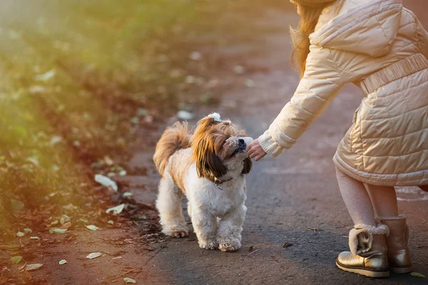 Uma Criança Estende Mão Cachorrinho Uma Criança Alimentar Cão Rua — Fotografia de Stock