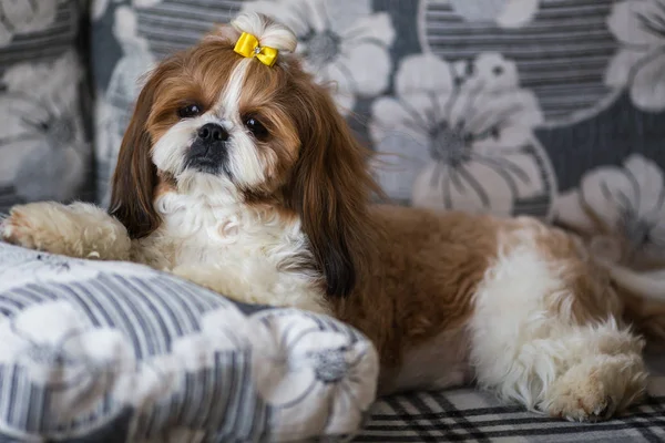 Retrato Cachorro Bonito Shih Tzu Cão Com Arco Deitado Sofá — Fotografia de Stock