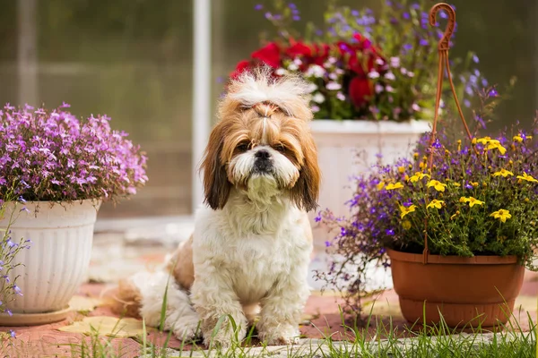 Shih Tzu Hond Zitten Het Gazon Tuin Een Achtergrond Van — Stockfoto