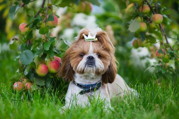 Leuke Shih Tzu Hond Appelboomgaard Dog Poseren Kijken Naar Camera — Stockfoto