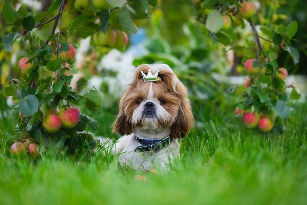 Leuke Shih Tzu Hond Appelboomgaard Dog Poseren Kijken Naar Camera — Stockfoto