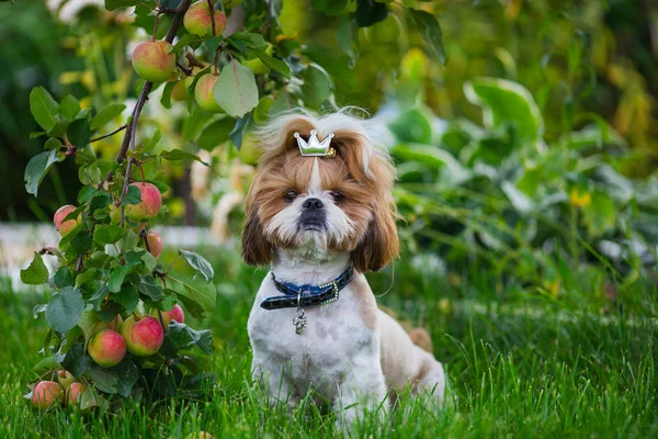 Cute Puppy Shit Apple Background Apples Garden Dog Green Grass — Stockfoto