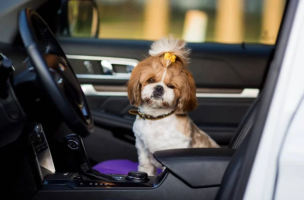 Shih tzu köpeği arabayla seyahat eder. Bir köpek araba koltuğunda oturuyor..