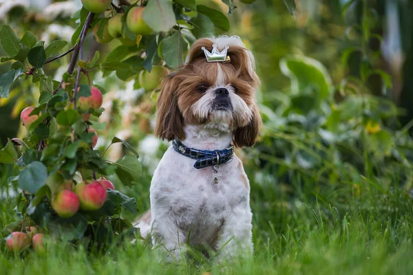 Leuke Shih Tzu Hond Appelboomgaard Dog Poseren Kijken Naar Camera — Stockfoto