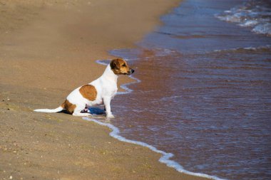 Jack Russell Terrier köpeği sahilde oturur ve denize bakar.