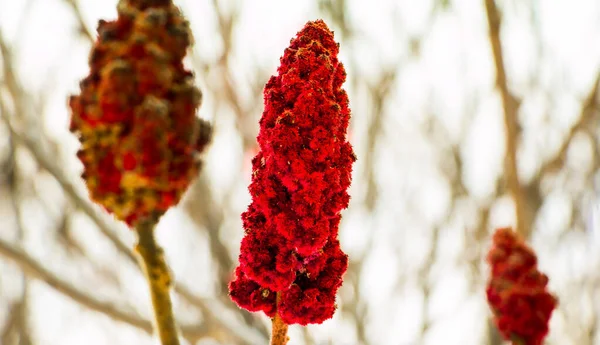 Våren Blommar Vinterblommor — Stockfoto