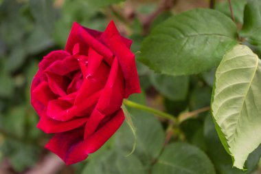 Bahçedeki kırmızı çiçek