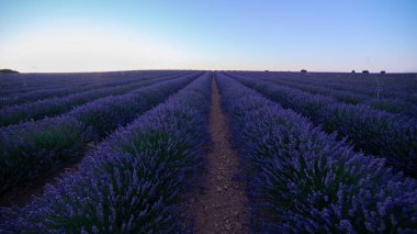 Lavanta tarlasında mavi gökyüzü