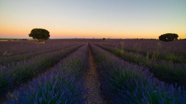 Gün batımında lavanta tarlası portakalı