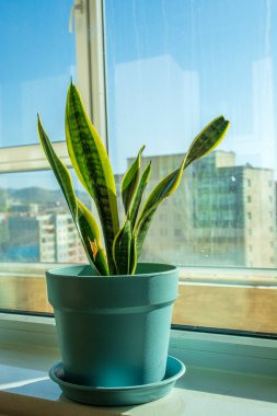 Sansevieria modern odadaki masada bitki yetiştiriyor.