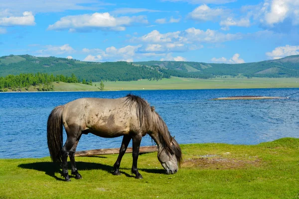 Piękna Przyroda Brzegi Jeziora Hvsgl Mongolia — Zdjęcie stockowe