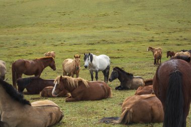 Dağlarda at sürüsü