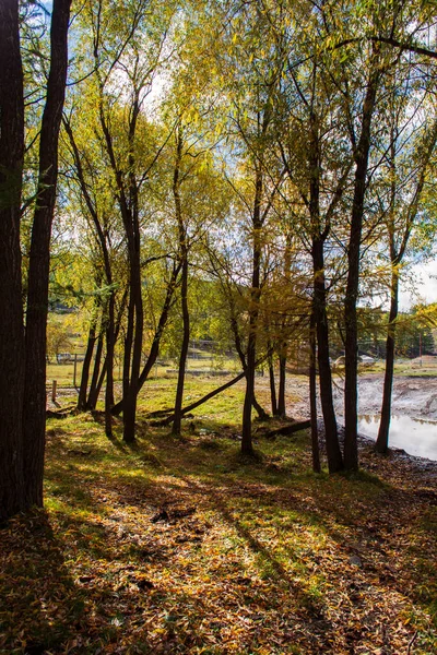 Natura Foresta Autunnale Mattina Vivida Nella Foresta Colorata Con Raggi — Foto Stock